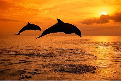 《牧场物语 丰饶之岛》Steam页面 发售日未定